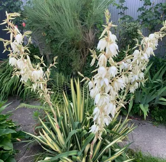 Aamiaismajoitus (B&B) Dom’s Garden