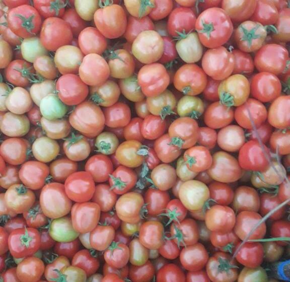 פנסיון Filomena Lodge