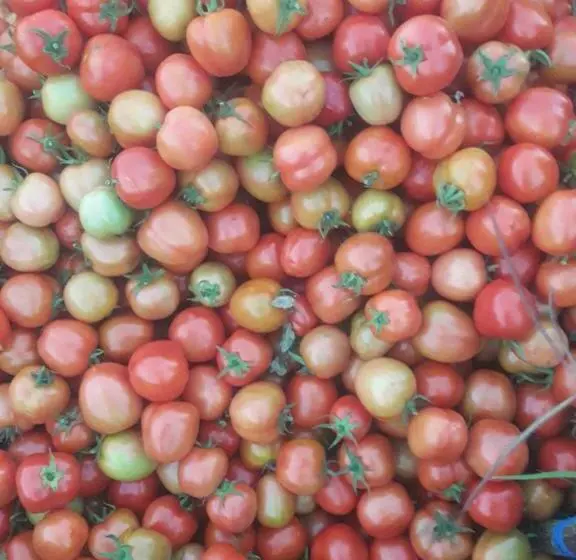 Majatalo Filomena Lodge