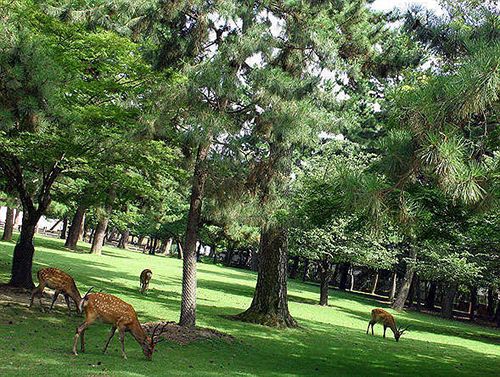 בית מלון כפרי Wellness Asukaji