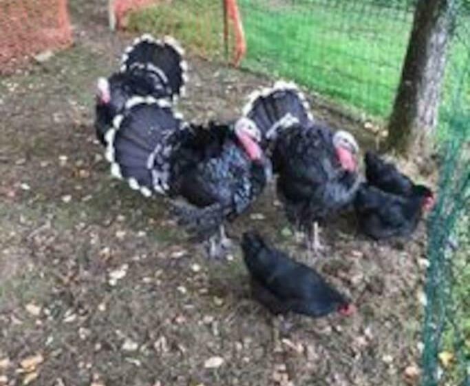 住宿加早餐  Ferme De Noyes