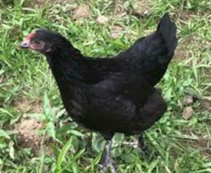 住宿加早餐  Ferme De Noyes