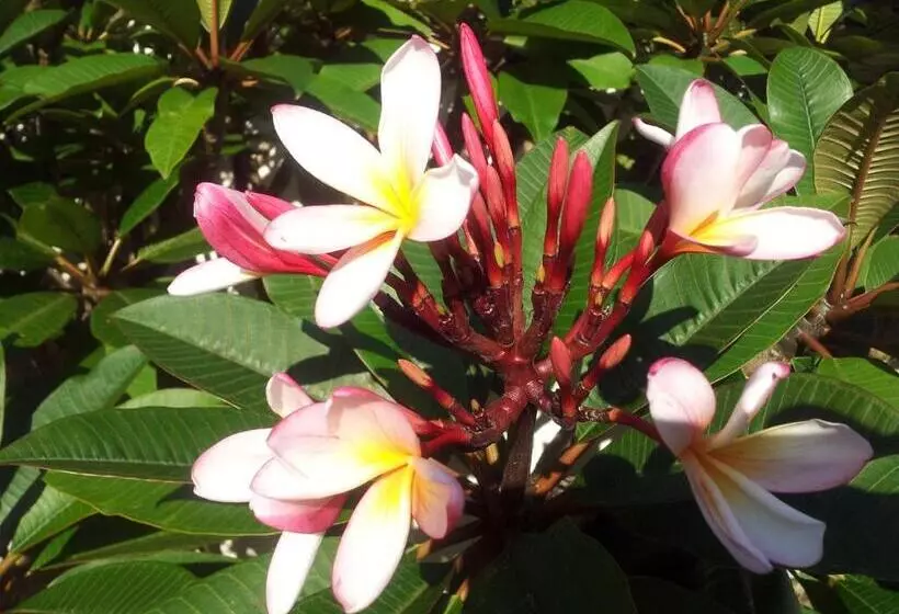 Kerikeri Court Motel