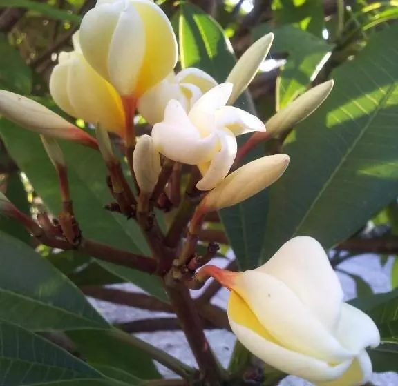 Kerikeri Court Motel