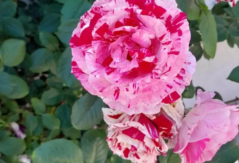 Aamiaismajoitus (B&B) Terra D Aspra