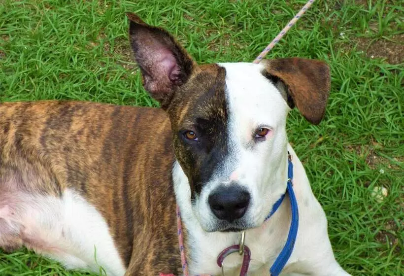 Retkeilymaja Cabanas Rusticas