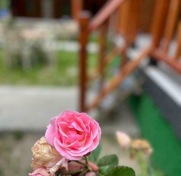 Ay Home Apart&bungalov