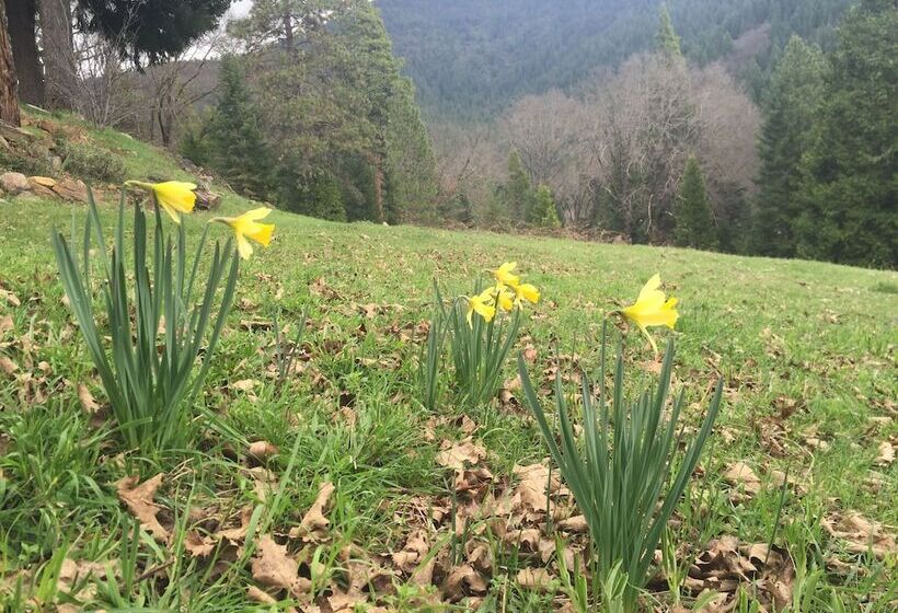 モーテル Dunsmuir Lodge