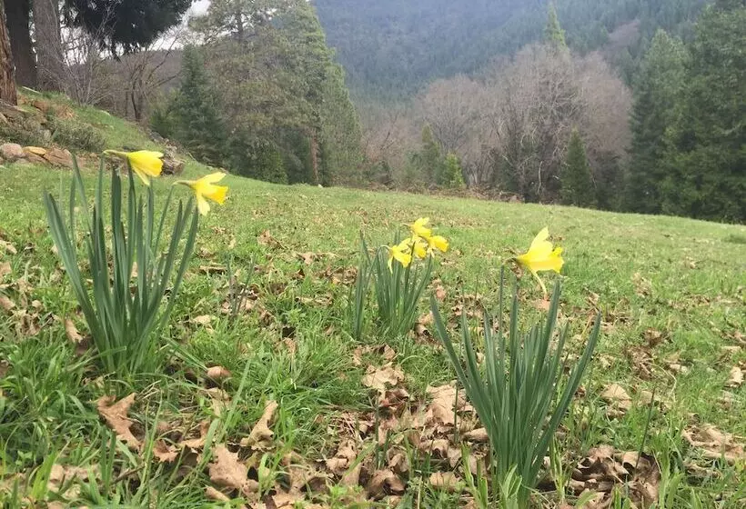 Motelli Dunsmuir Lodge