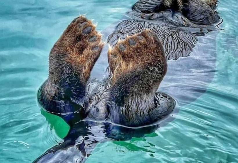 ホテル King Halibut Lodge