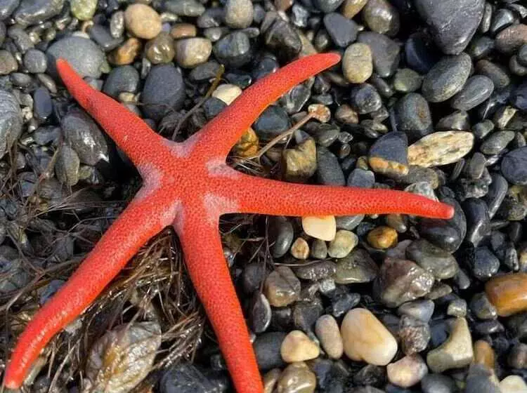 Hotelli King Halibut Lodge