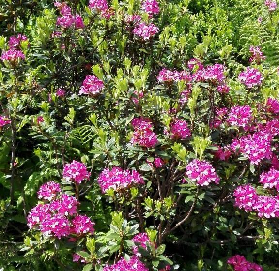 بنسيون Haus Groder