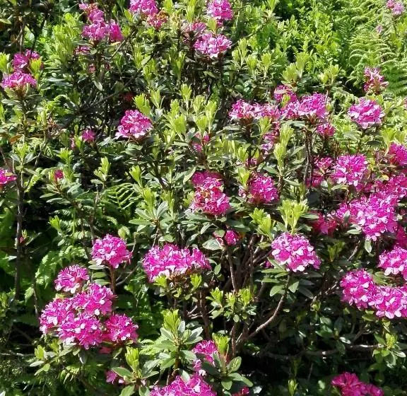 ペンション Haus Groder