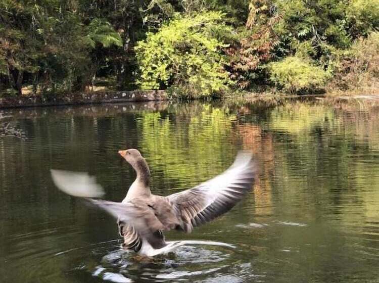 ホテル Pousada O Cantinho Da Raposa