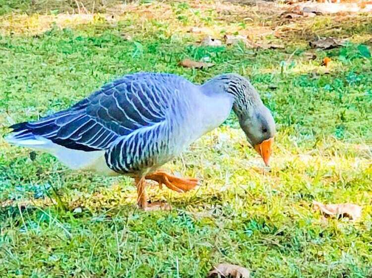 ホテル Pousada O Cantinho Da Raposa