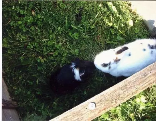 Bauernhof Ascherbauer