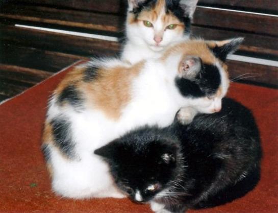 Bauernhof Ascherbauer