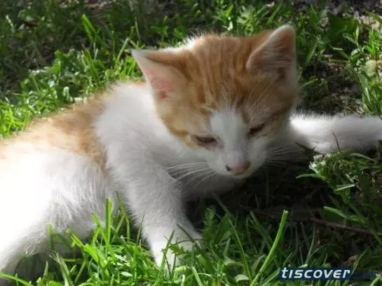 Bauernhof Ascherbauer