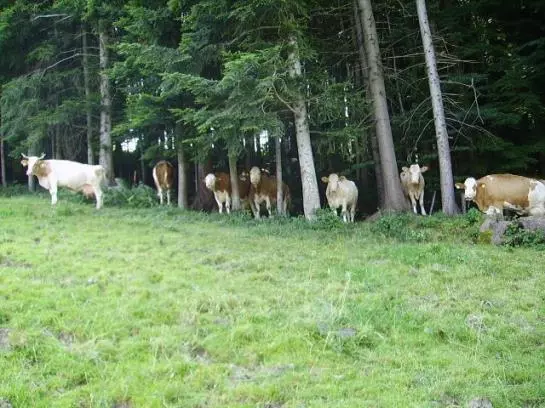 Bauernhof Kasleitner