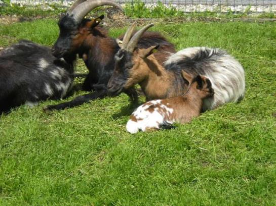 Bauernhof Vierthalerhof