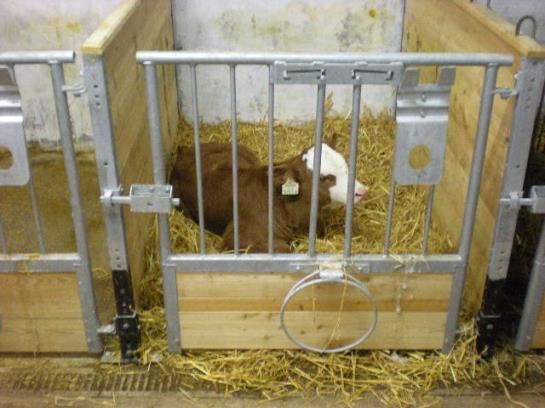 Bauernhof Vierthalerhof