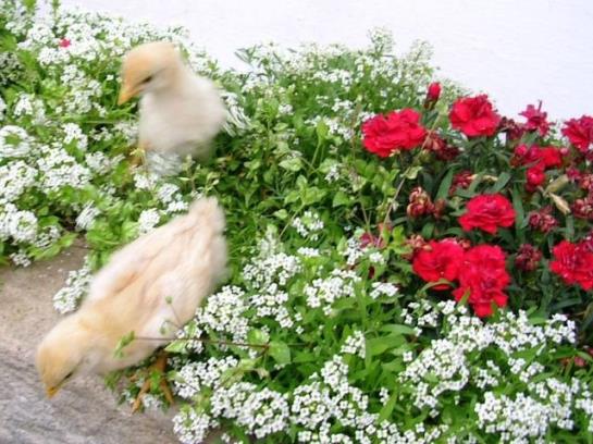 Отель Biohof Mayerhofer