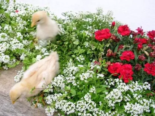 هتل Biohof Mayerhofer