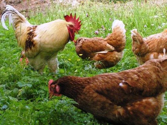 Отель Biohof Mayerhofer