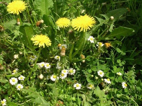 Отель Biohof Mayerhofer