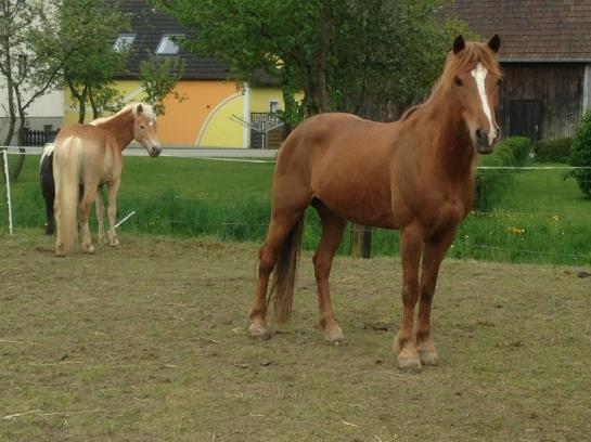 فندق Familie Kaltenbrunner - Gaudihof