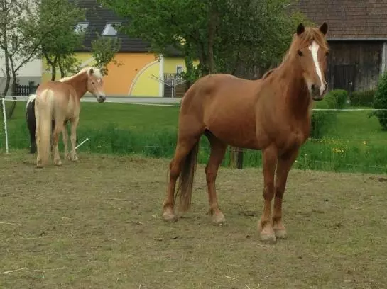 Отель Familie Kaltenbrunner - Gaudihof