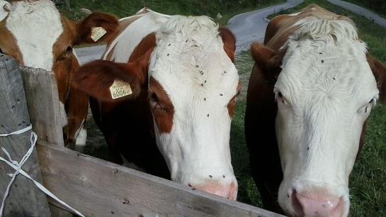 住宿加早餐  Hollerer Pension