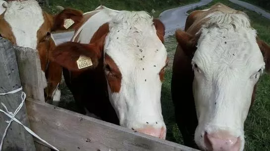 Bed and Breakfast Hollerer Pension