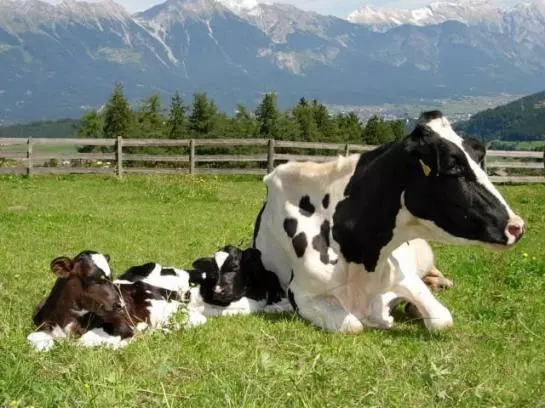 Отель Stillerhof