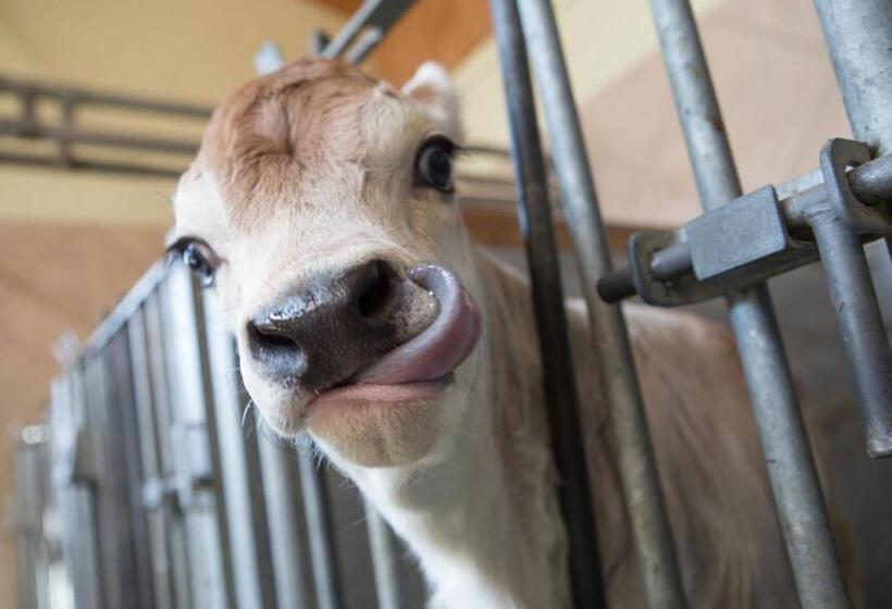 בית מלון כפרי Tobadillerhof