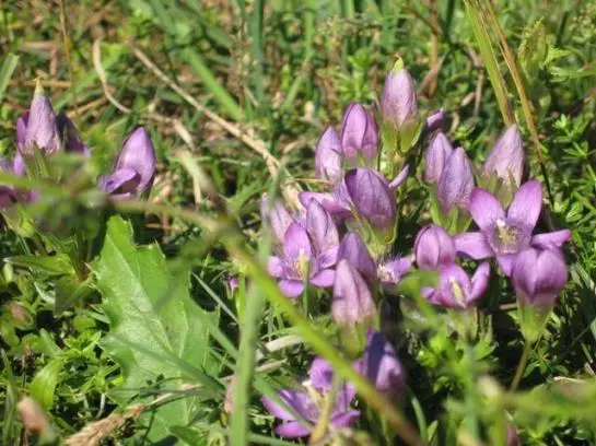 Otel Wallner Zimmer Mit Bergblick