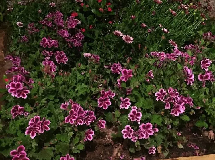 ホテル On Holiday Between Sky And Sea Geco Di Campiglia Pet Friendly Big Garden