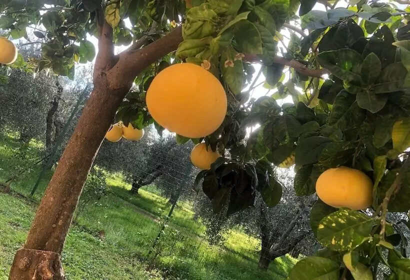 ホテル On Holiday Between Sky And Sea Geco Di Campiglia Pet Friendly Big Garden