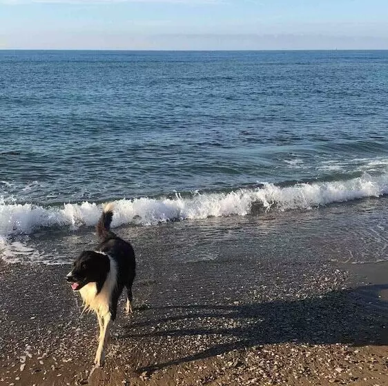 ホテル On Holiday Between Sky And Sea Geco Di Campiglia Pet Friendly Big Garden