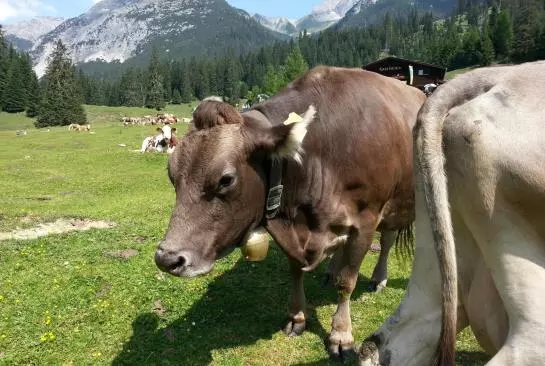 ホテル Der Schlösslhof