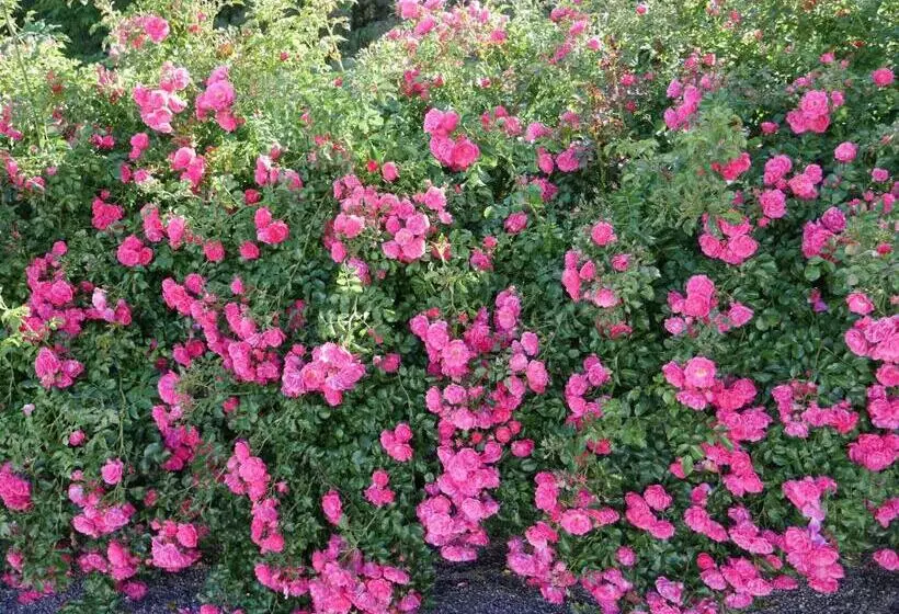 Hotel Garni Höchschmied