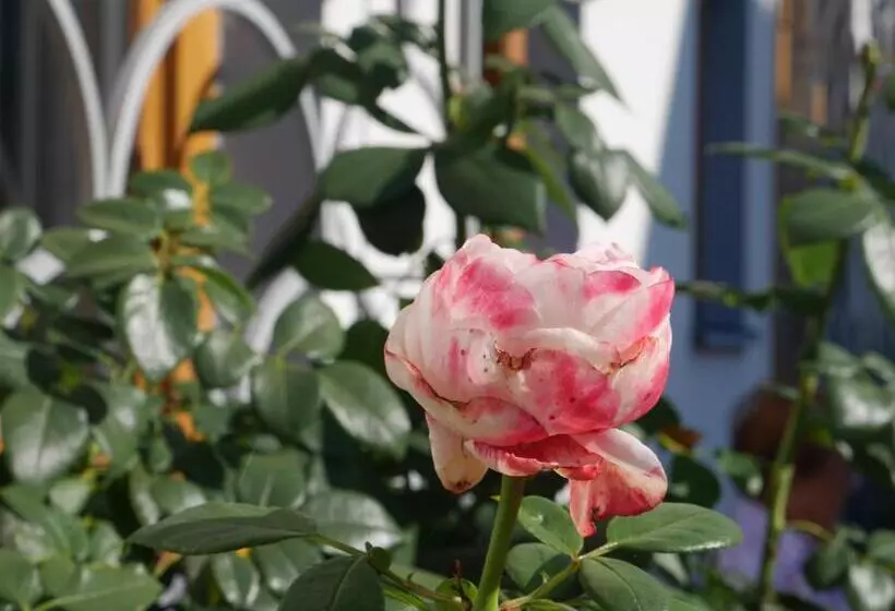 Hotel Garni Höchschmied