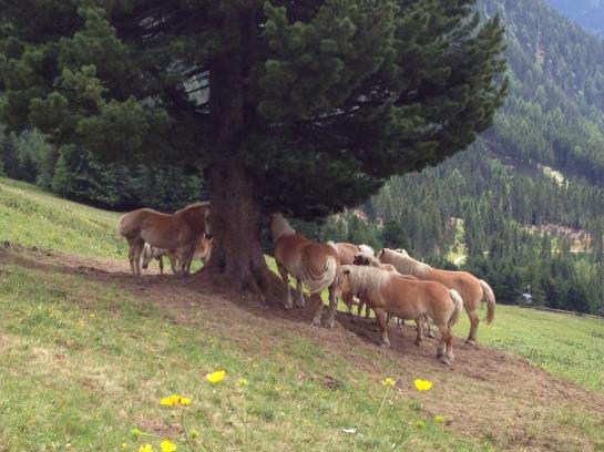 فندق Gschlössle