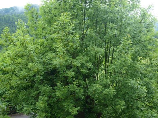 Отель Windhager Kores