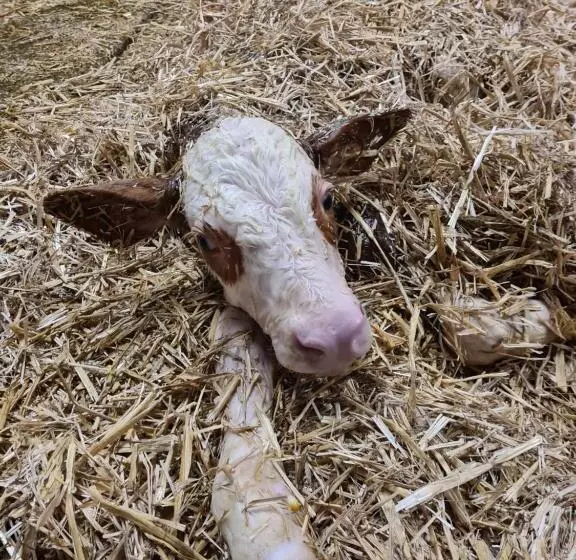 Пансион & Alpengasthof Pinzgerhof