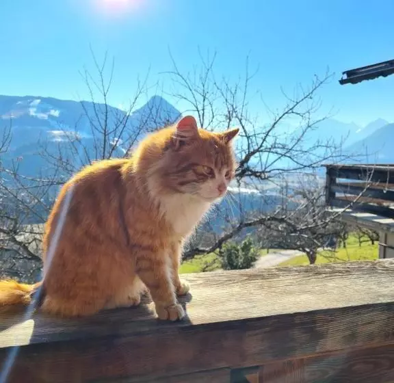 Пансион & Alpengasthof Pinzgerhof