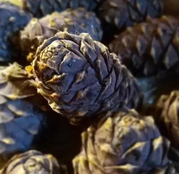 Пансион & Alpengasthof Pinzgerhof