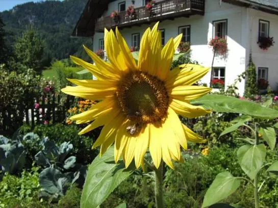 Bauernhof Dichtlbauer