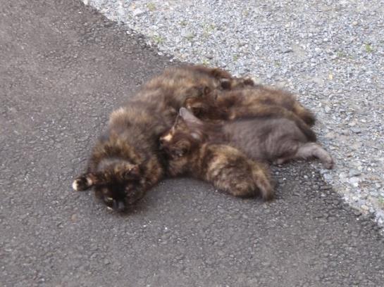 Biobauernhof Moar In Greith