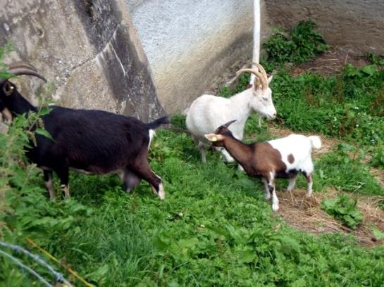 Biobauernhof Moar In Greith